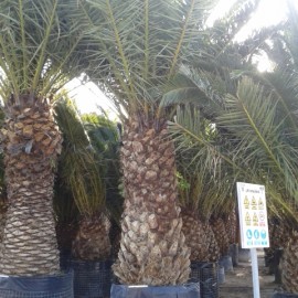 Phoenix Canariensis