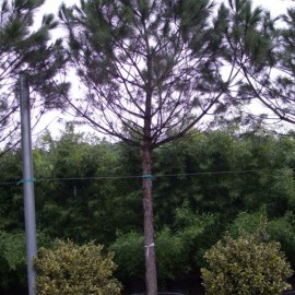 Pinus Pinea – Pin parasol