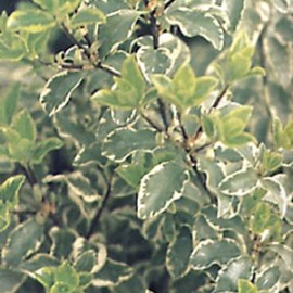 Pittosporum Tenuifolium Silver Green