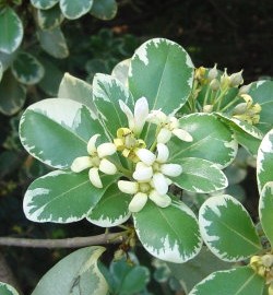 Pittosporum Tobira Variegata