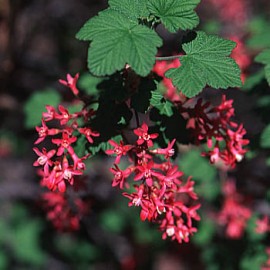 Ribes Sanguineum – Groseillers à fleurs