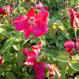 Rosa Chinensis Sanguinea – Rosiers