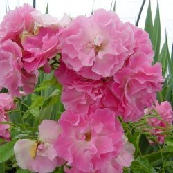 Rosa Banksiae – Rosea Bank’s rose