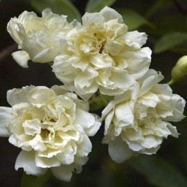 Rosa Banksiae Alba – Rosier Bank’s Blanc