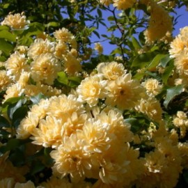 Rosa Banksiae Lutea Plena – Rosier bank’s jaune