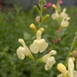 Salvia Greggii Sungold – Sauge crème