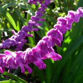 Salvia Leucantha – Sauge violet et blanc