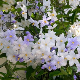 Solanum jasminoides Bleu – Solanum blanc-bleu