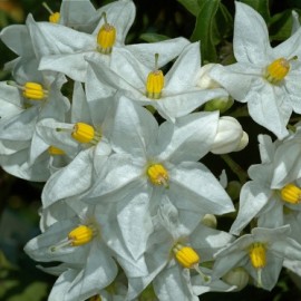 Solanum jasminoides Album – Solanum blanc