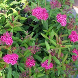 Spiraea X bumalda Anthony Waterer – Spirée rouge