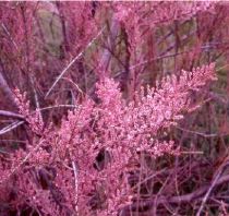 Tamarix pentandra Rubra – Tamaris d’été