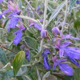 Teucrium Fruticans Azureum – Germandrée arbusive