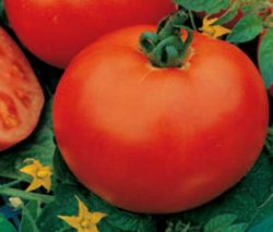 Tomate Montfavet