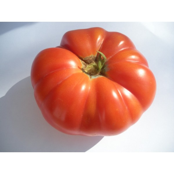 Tomate Marmande