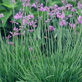 Tulbaghia Violacea – Tulbaghia vert