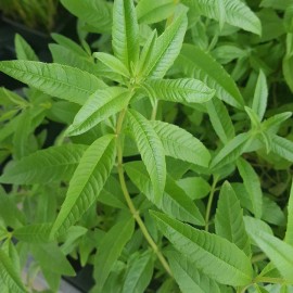 Verveine Officinale