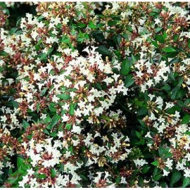 Abelia Grandiflora Prostata