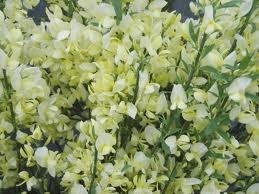 Cytisus Praecox Alba