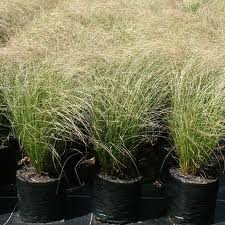 Carex comans Green