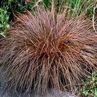 Carex comans Red