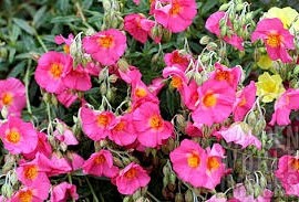 Helianthemum Georgeham