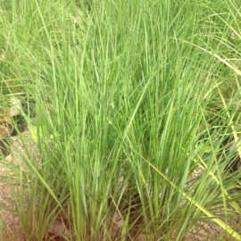 Calamagrostis Karl Foerster