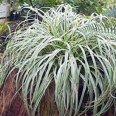 Carex Silver Sceptre