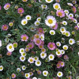 Erigeron Karvinskianus