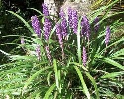 Liriope Muscari Big Blue