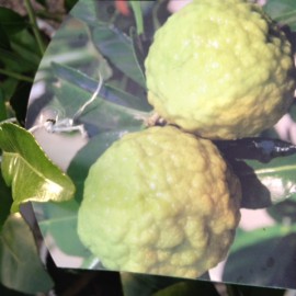 CITRUS HYSTRIX – COMBAVA