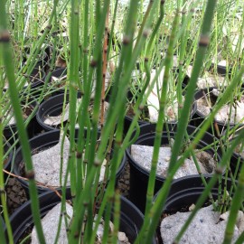 Equisetum Japonicum – Prêle