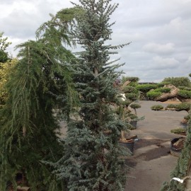 Cedrus Atlantica Glauca