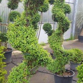 ligustrum Jonandrum spirale