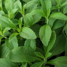 Stevia