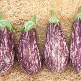 Aubergine Riado