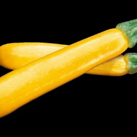 COURGETTE Jaune Orelia