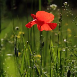 Horaires de Printemps