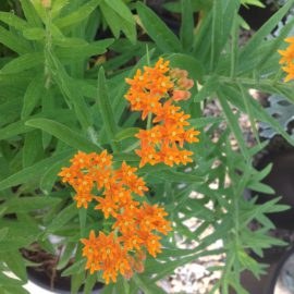 Asclepias Tubertosa