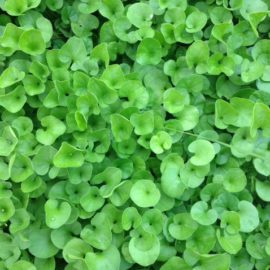 Dichondra Repens Tap