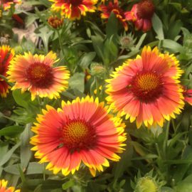 Gaillarda Grandiflora Arizona Sun