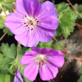 Geranium Hybridum Rozanne