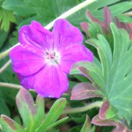 Geranium Sanguineum