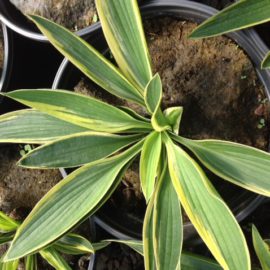 Hosta Twilight Panaché