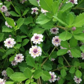 Lippia Nodiflora