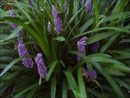 Liriope Muscari