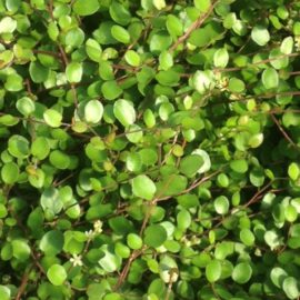 Muehlenbeckia Complexa / Axillaris – Rampant