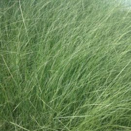 Muhlenbergia Capillaris