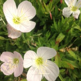 Oenothera Pallida