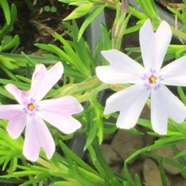 Phlox Subulata Emerald Cushion Blue