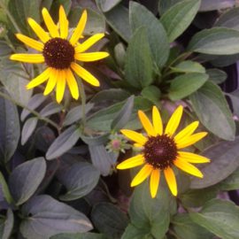 Rudbeckia Fulgida Little Gold Star